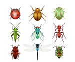 9Insect design vector
